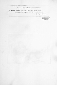 Flammulina velutipes image